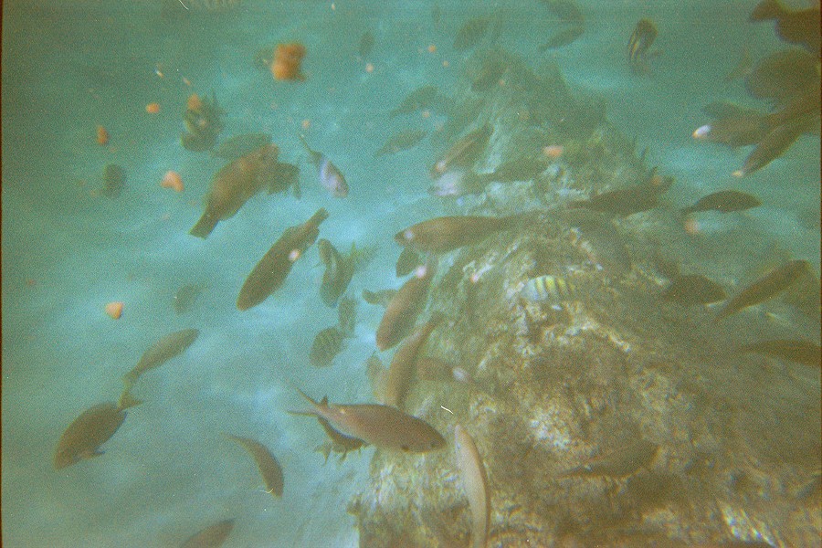 Jacob and I went Snuba diving. We took this picture from under the sea. David also came with us