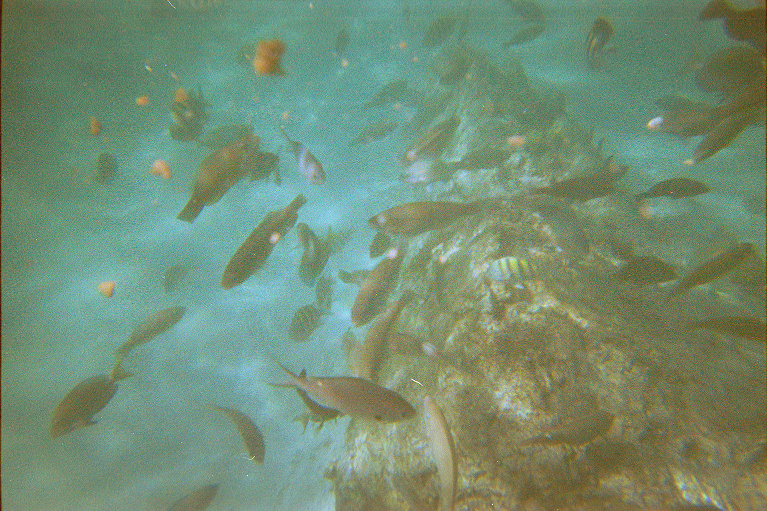 Jacob and I went Snuba diving. We took this picture from under the sea. David also came with us