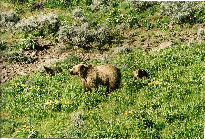 Grizzly with cubs, antelope valley (Photo by Frank Jordan)