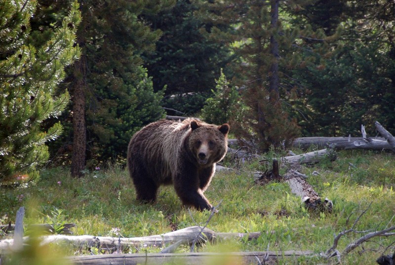 Grizzly Bears (Photo by Goncalves)