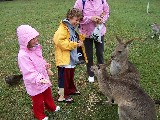 Feeding Kangaroos in Australia