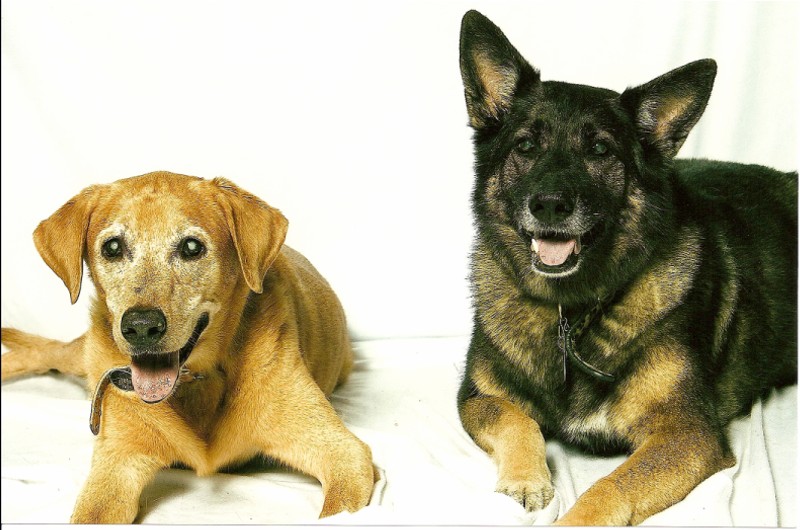 Baylor (labrador) and Baby (German Shepard)