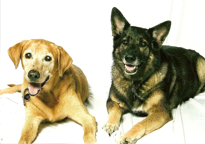 Baylor (labrador) and Baby (German Shepard)
