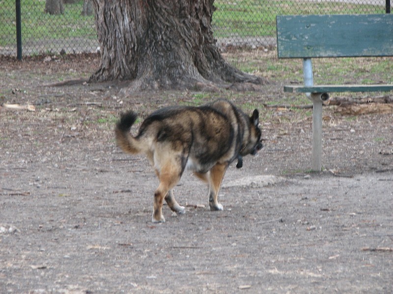 Baby at the dogpark