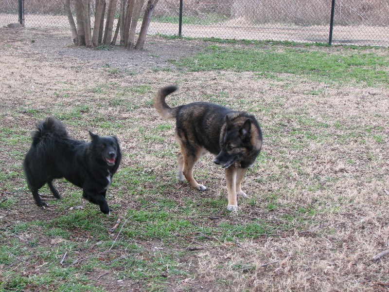 Baby at the dogpark