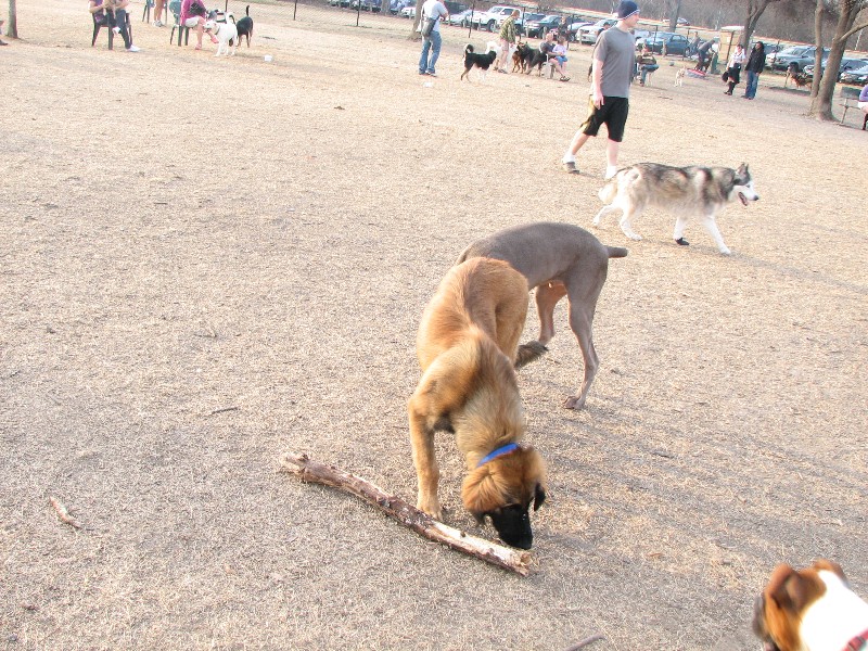 Bronco at the dogpark