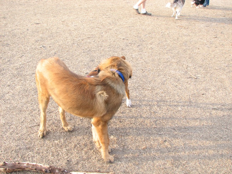 Bronco at the dogpark