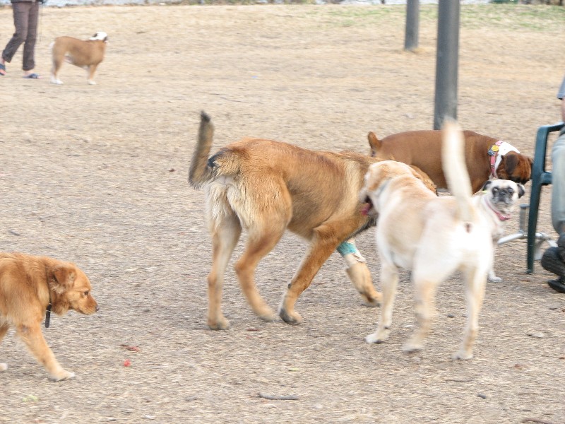 Bronco at the dogpark