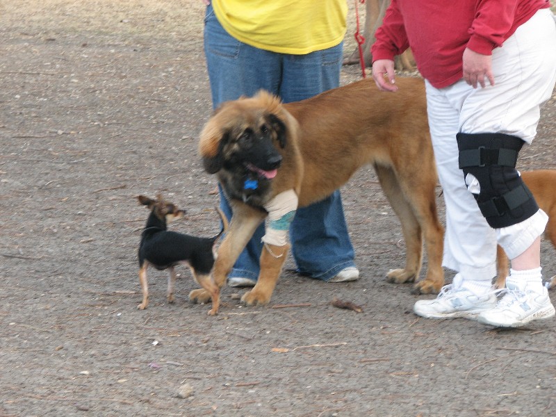 Bronco at the dogpark. Some unknown people.