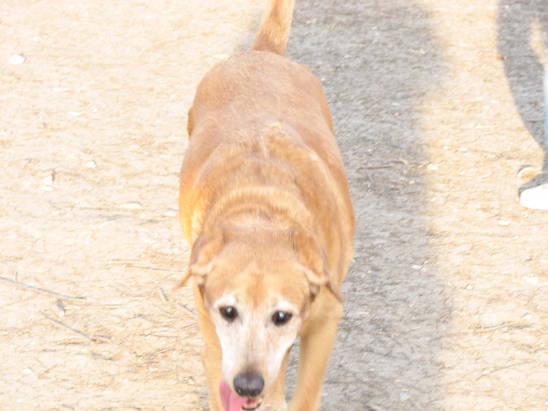 Baylor at the dogpark