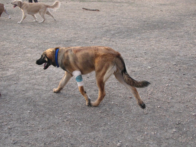 Bronco at the dogpark
