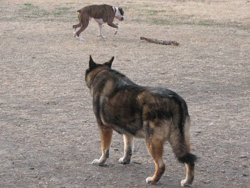 Baby at the dogpark