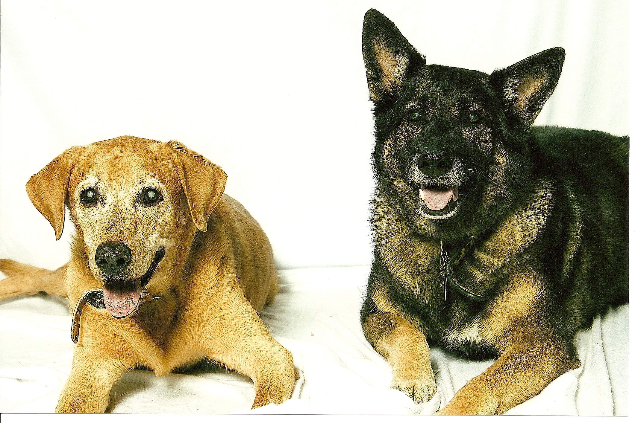 Baylor (labrador) and Baby (German Shepard)