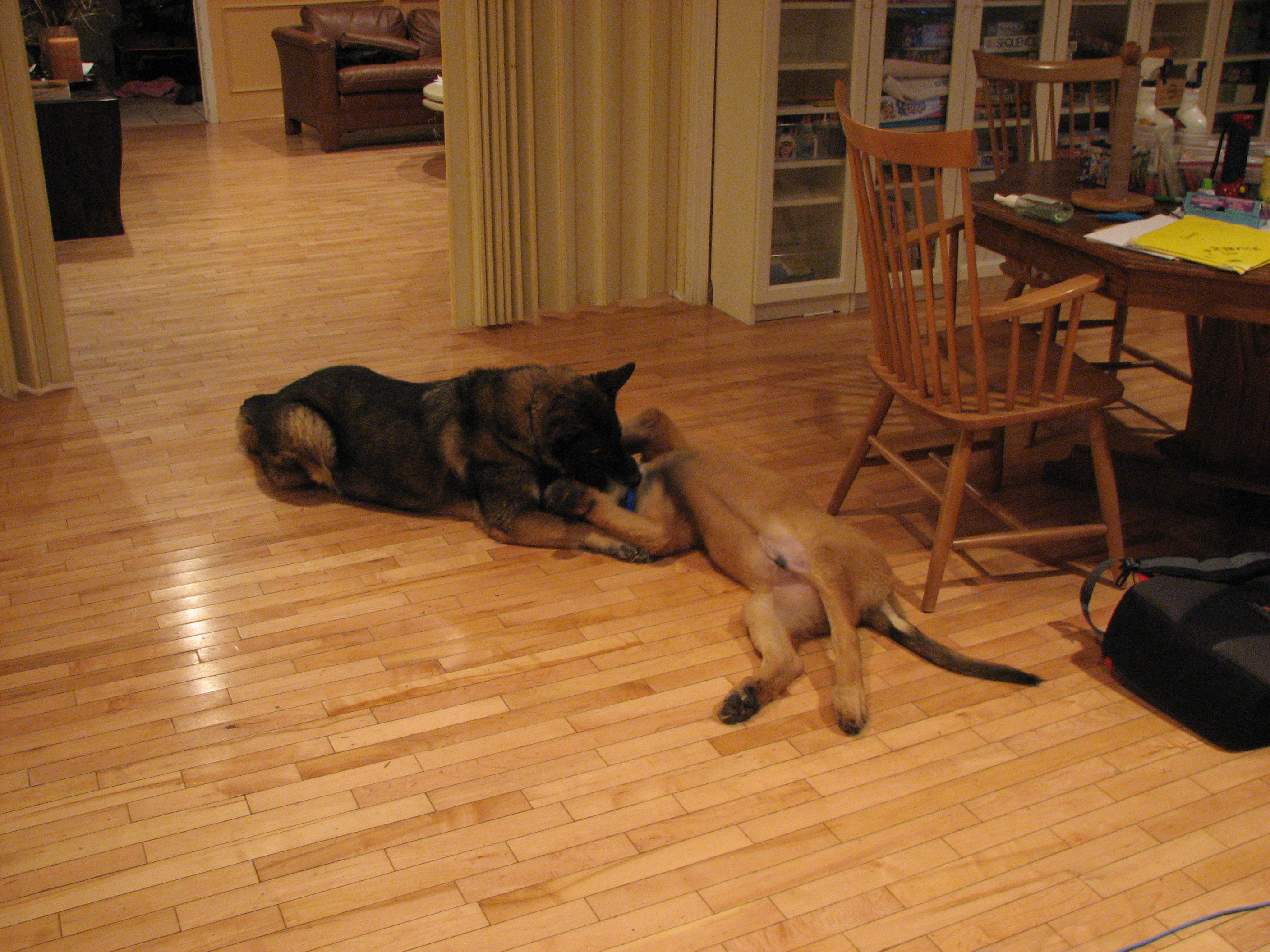 Baby and Bronco playing. Bronco is about 4-5 months
