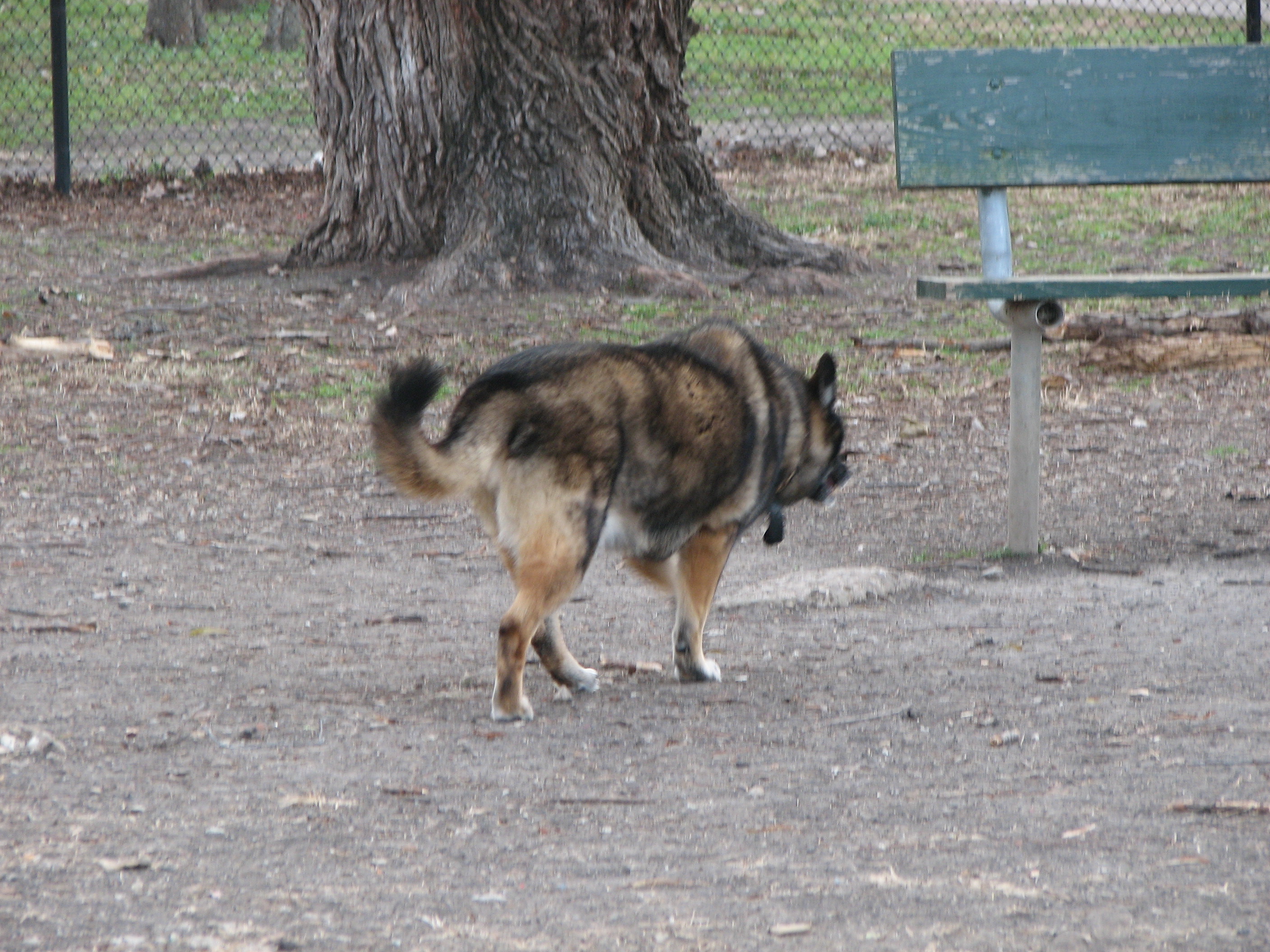 Baby at the dogpark