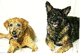Baylor (labrador) and Baby (German Shepard)