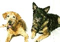 Baylor (labrador) and Baby (German Shepard)