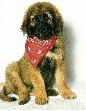 Bronco Leonberger puppy 3 months