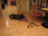 Baby and Bronco playing. Bronco is about 4-5 months
