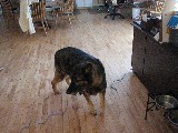 Baby (German Shephard)