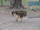 Baby at the dogpark