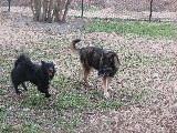 Baby at the dogpark