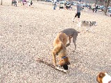Bronco at the dogpark