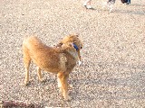 Bronco at the dogpark