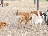 Bronco at the dogpark