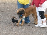 Bronco at the dogpark. Some unknown people.