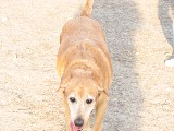 Baylor at the dogpark