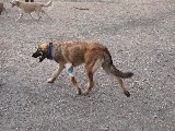 Bronco at the dogpark