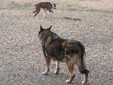 Baby at the dogpark
