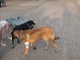 Bronco at the dogpark