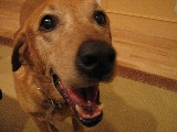 Close up of Baylor about three years ago