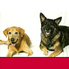 See our dogs