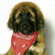 See our dogs