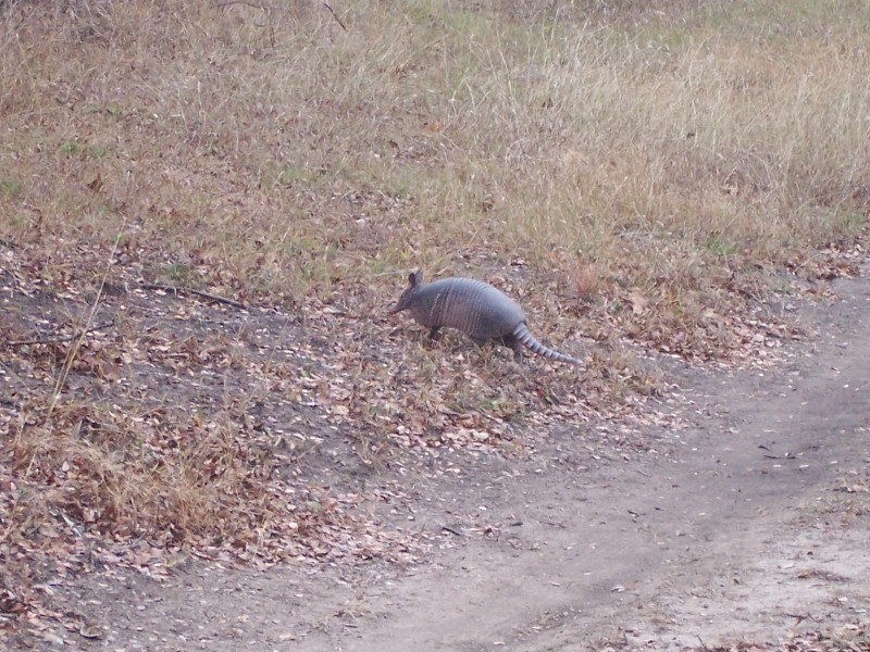 We were going to go deer hunting when we saw an Armadillo at the gun range