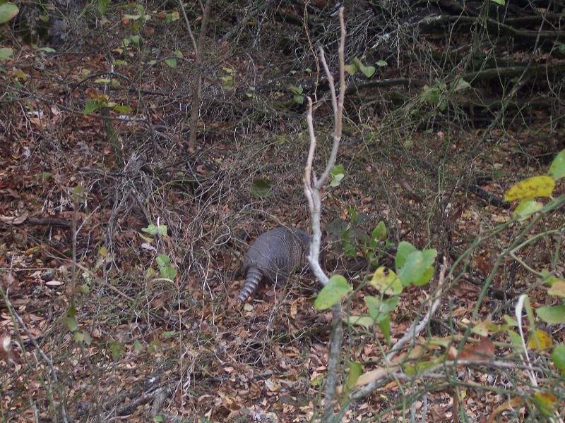 We were going to go deer hunting when we saw an Armadillo at the gun range