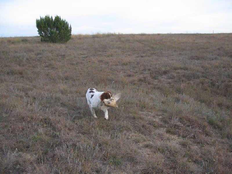 The dog fetched a dead bird