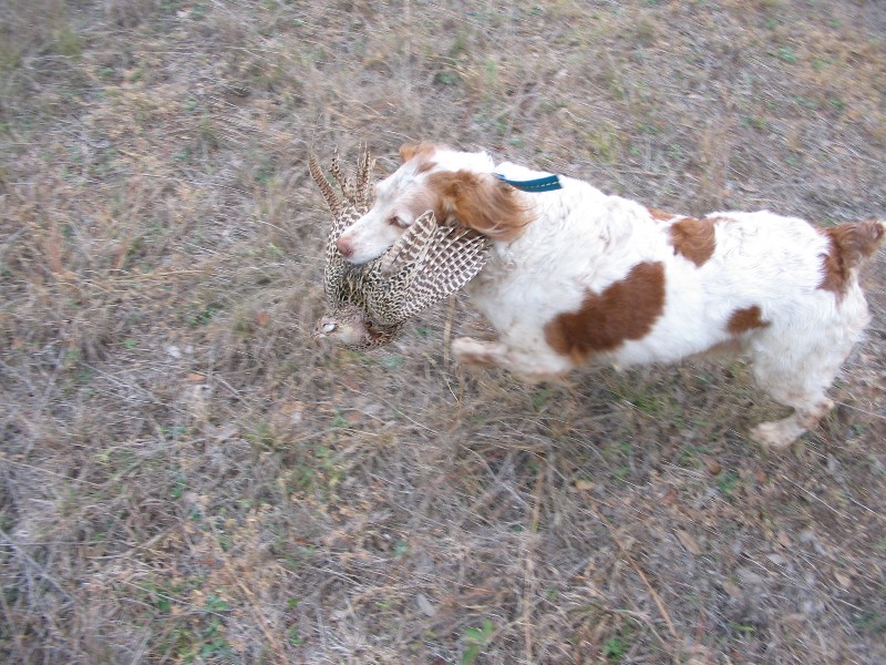 The dog fetched another shot bird