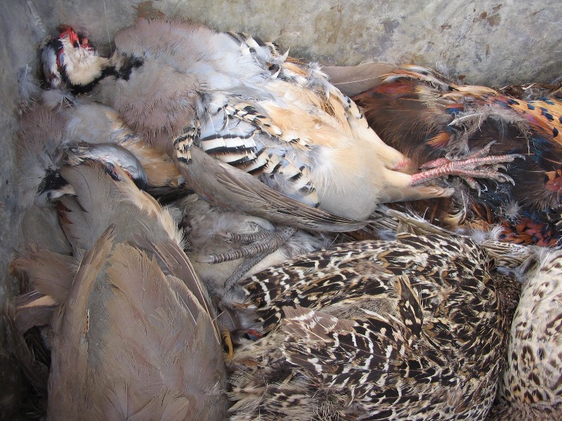  Hunting at Rough Creek. In the morning the boys shot 45 birds and in the afternoon 44 birds