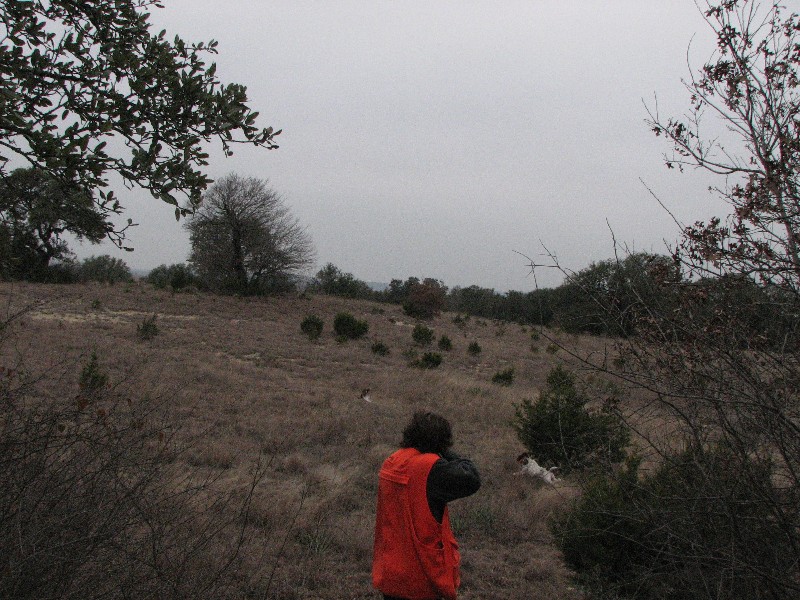 Pheasant dying in midair. This time the boys got 64 birds