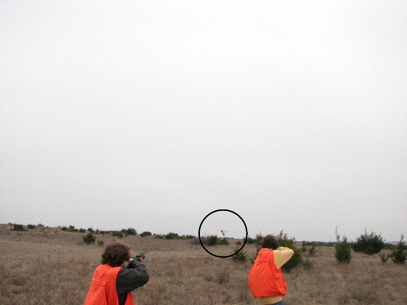 They shot the same bird. This time the boys got 64 birds