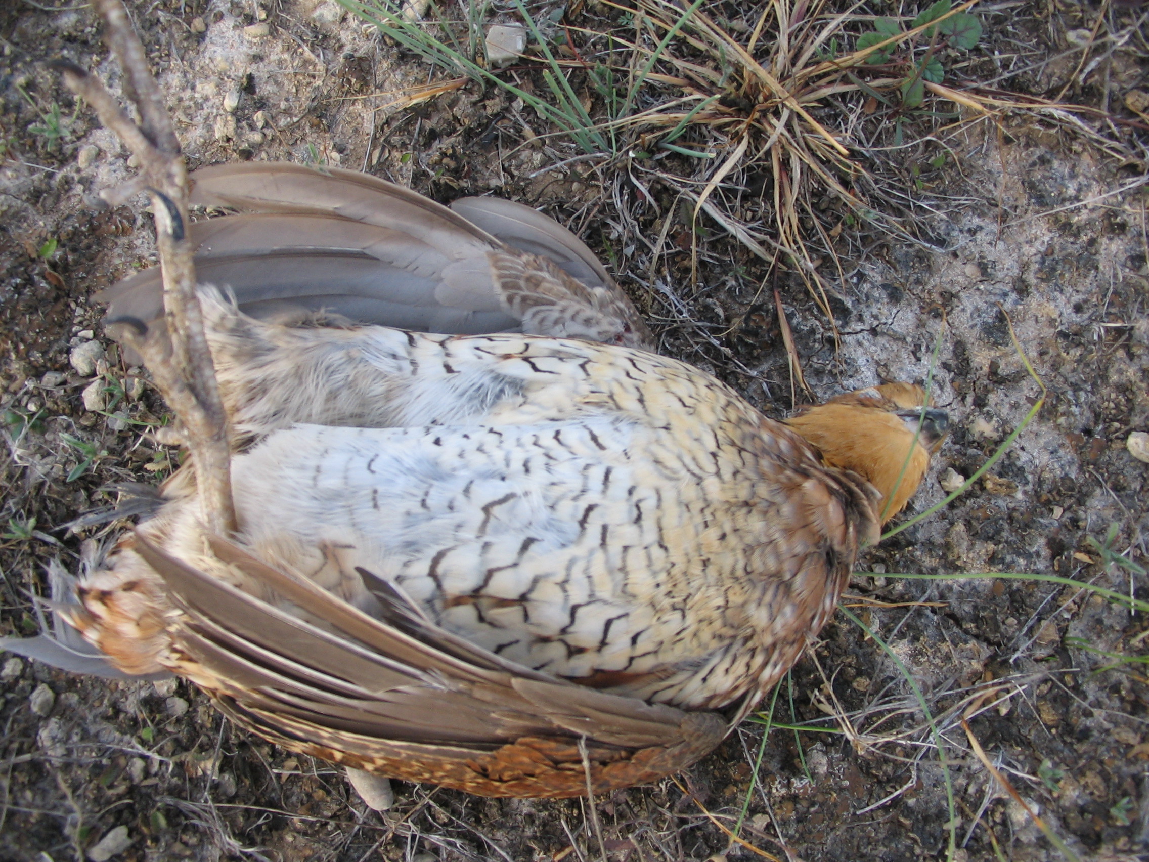 This dead bird has just been shot