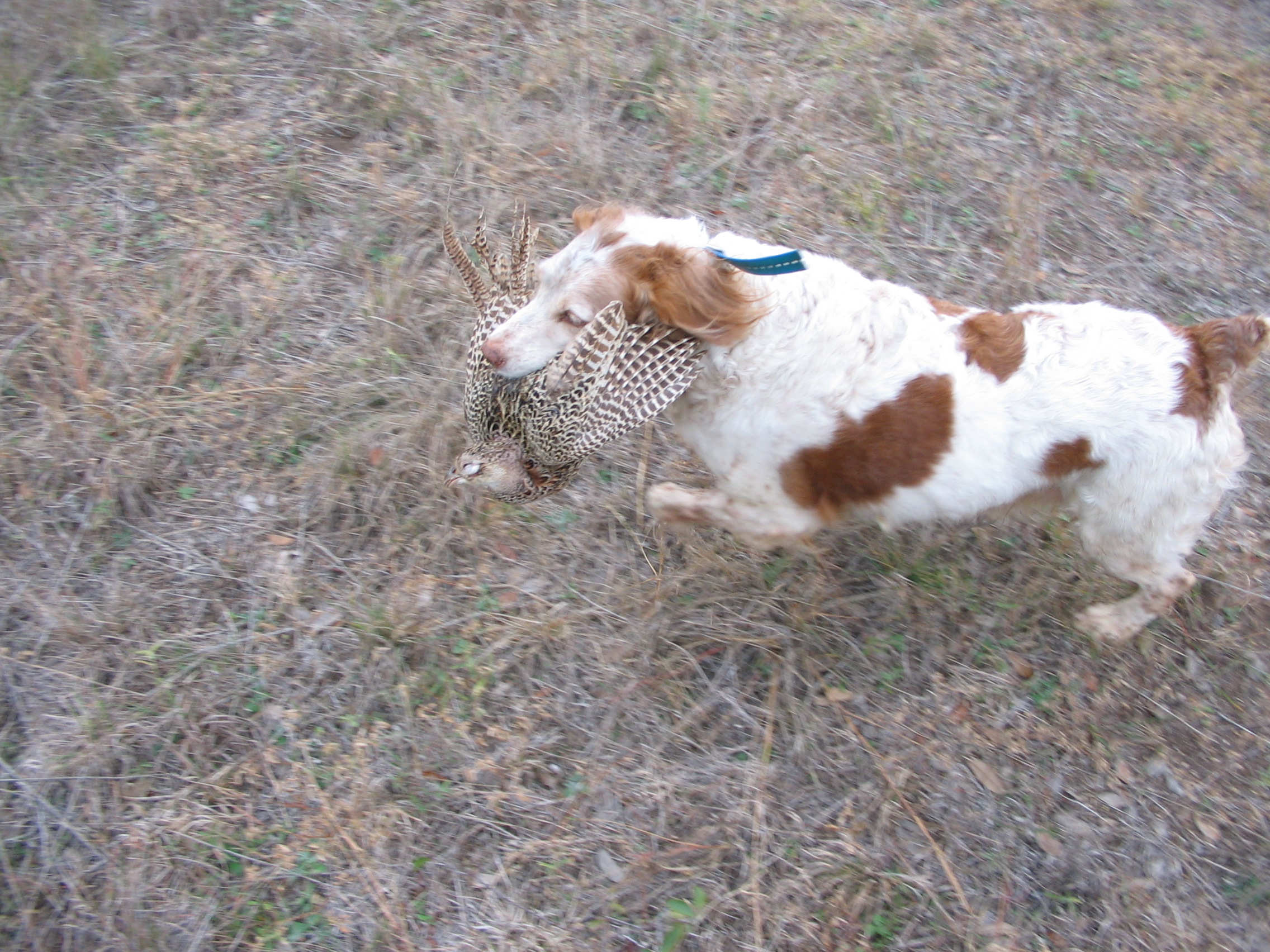 The dog fetched another shot bird