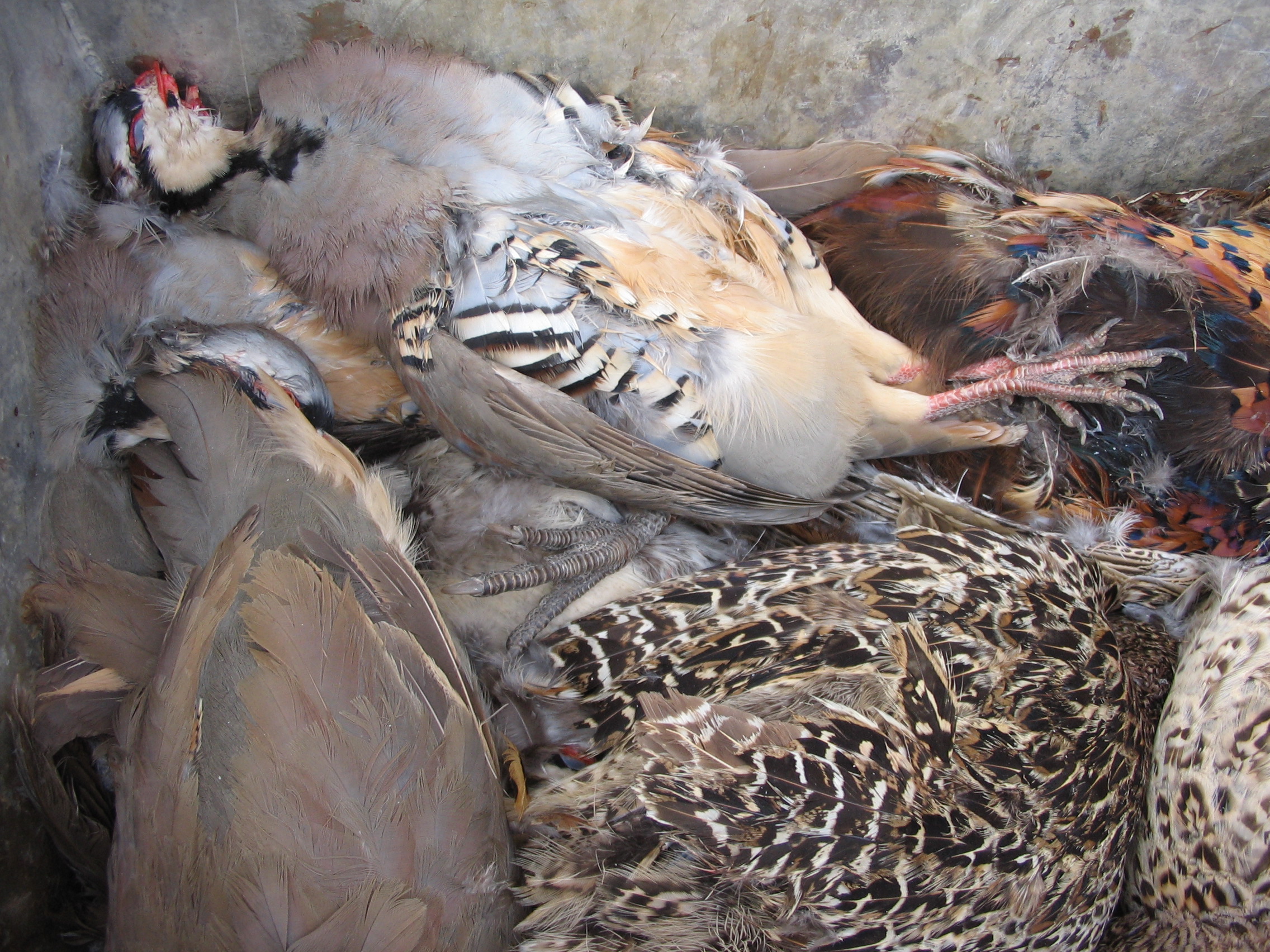  Hunting at Rough Creek. In the morning the boys shot 45 birds and in the afternoon 44 birds