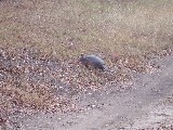 We were going to go deer hunting when we saw an Armadillo at the gun range We were going to go deer hunting when we saw an Armadillo at the gun range