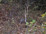 We were going to go deer hunting when we saw an Armadillo at the gun range We were going to go deer hunting when we saw an Armadillo at the gun range