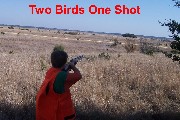Jacob shot two Quail in one shot Jacob shot two Quail in one shot